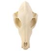 3D-printed fox skull for self-painting (16cm)